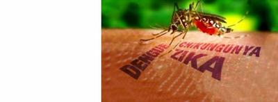 Imagem: Mosquito Aedes aegypti trasmite as três doenças